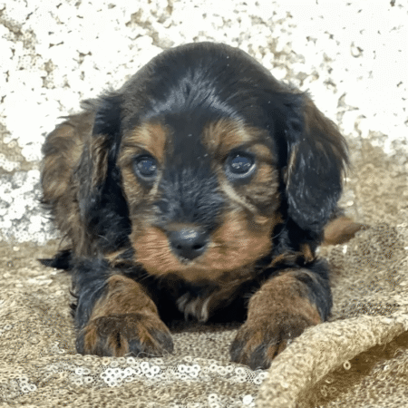 Cavapoo - Bentley