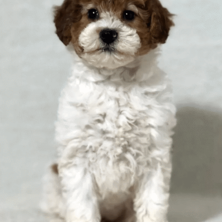 Miniature Poodle - Tiny