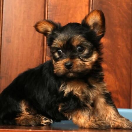 Yorkshire Terrier - Sandy