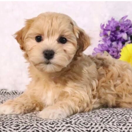 Maltipoo - Beth