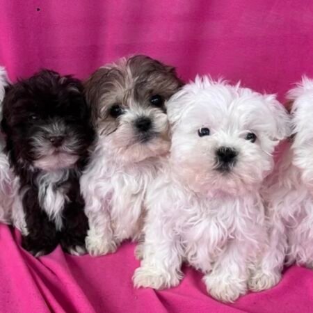 Shihpoo