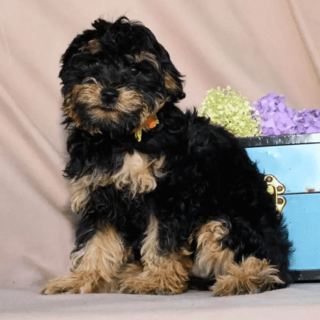Yorkiepoo - Shilo