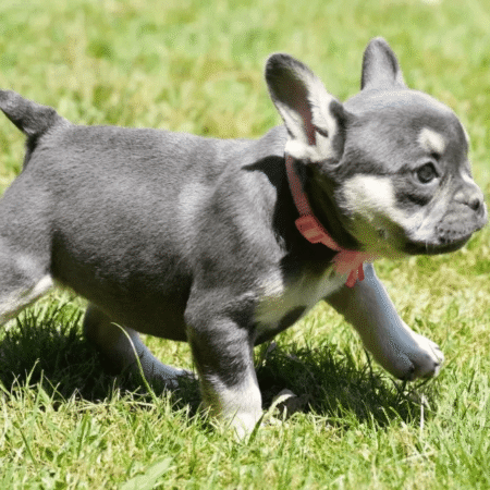 French Bulldog - Stella